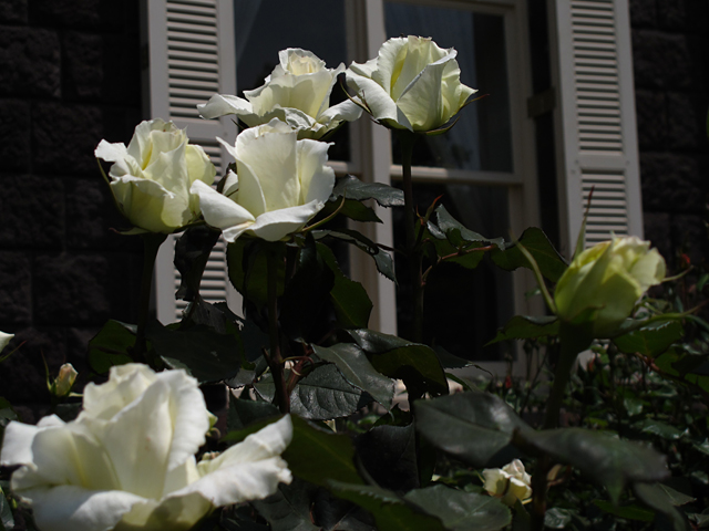 薔薇マダムサチ☆旧古河庭園