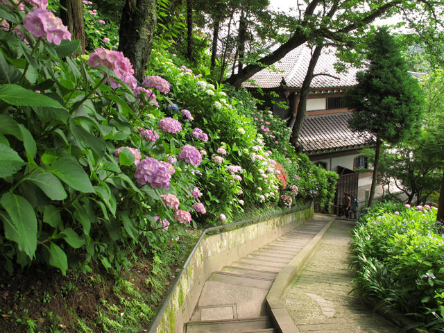 長谷寺紫陽花☆鎌倉