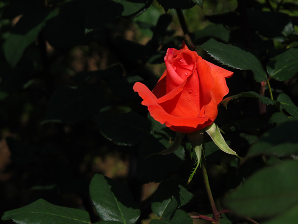 薔薇カトリーヌドヌーブ☆旧古河庭園