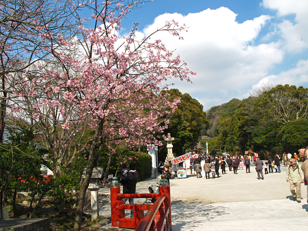 桜☆鶴岡八幡宮鎌倉