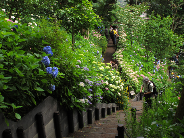 長谷寺紫陽花☆鎌倉