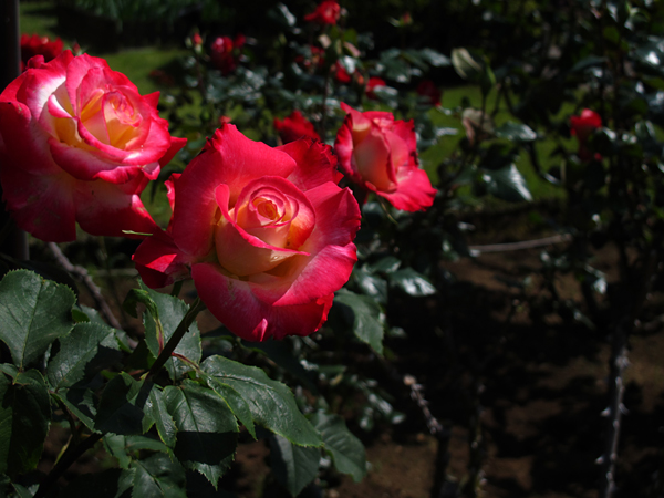 薔薇ダブルディライト☆旧古河庭園