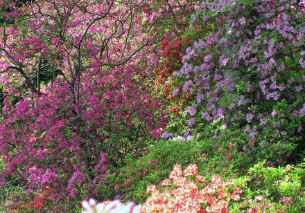 新緑六義園つつじ.jpg