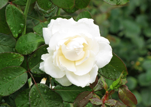 花　薔薇　プリンセスオブウエールズ