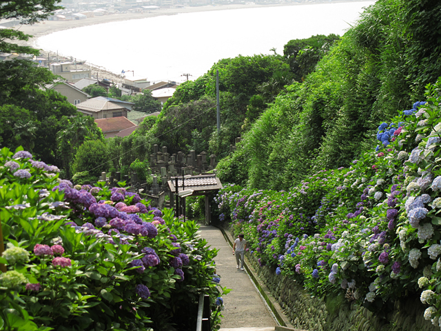 紫陽花☆成就院