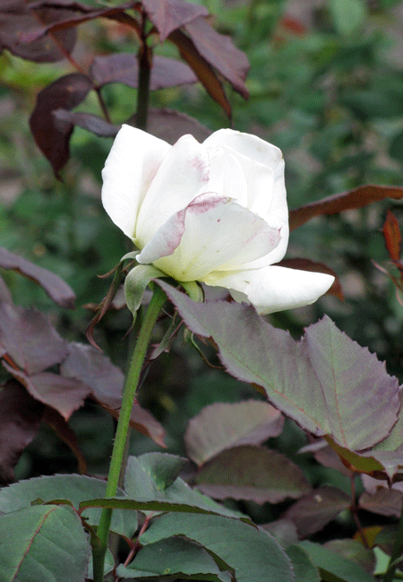 花　薔薇　プリンセスオブウエールズ