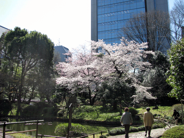 桜めぐり☆小石川後楽園