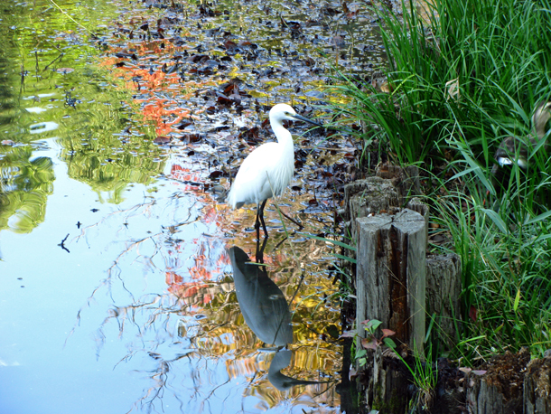 浮間公園☆サギ