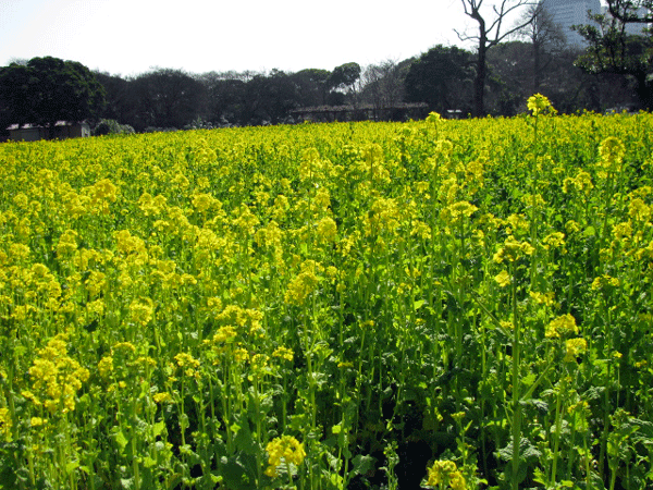 花　菜の花　浜離宮