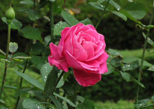 旧古河庭園の薔薇　クイーンエリザベス