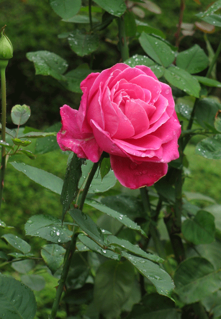 旧古河庭園の薔薇　クイーンエリザベス