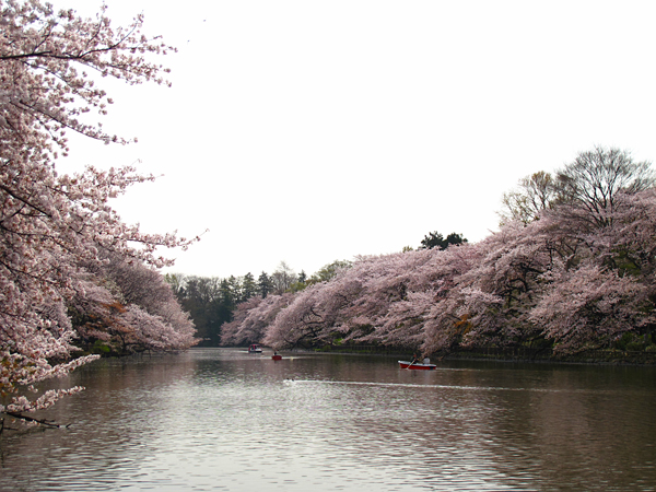 桜☆井の頭公園