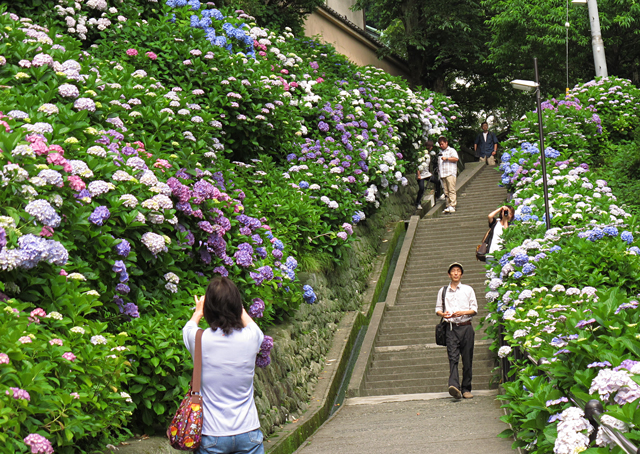 紫陽花☆成就院