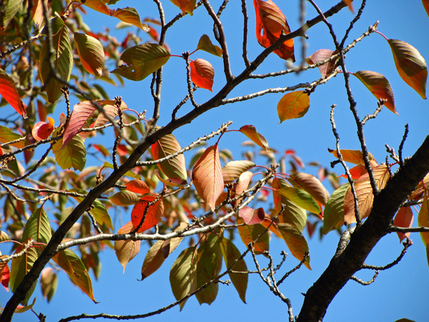 浮間公園☆紅葉