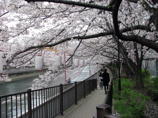 桜めぐり　深川大横川の桜