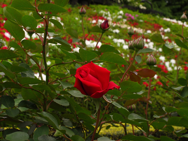 薔薇メリナ☆旧古河庭園