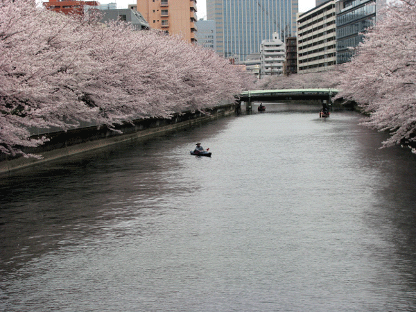 桜めぐり　深川　大横川の桜