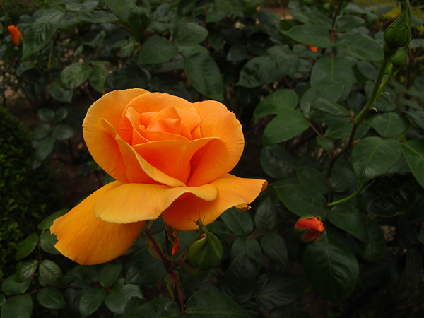 薔薇ズブニールドアンネフランク☆旧古河庭園