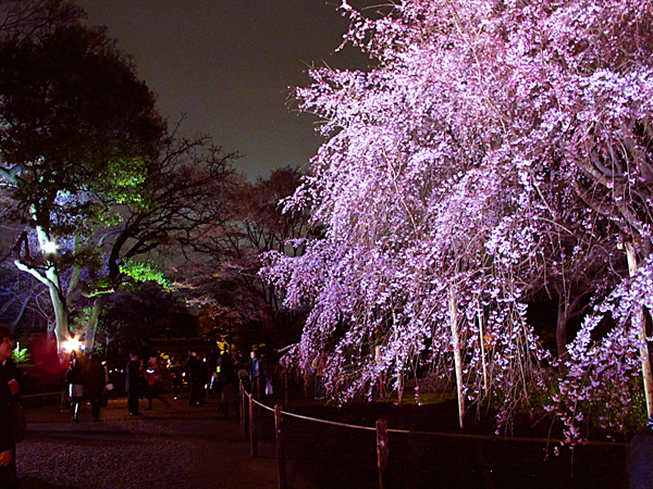 枝垂桜ライトアップ☆六義園