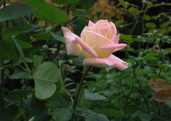 花　薔薇　ダイアナプリンセスオブウエールズ