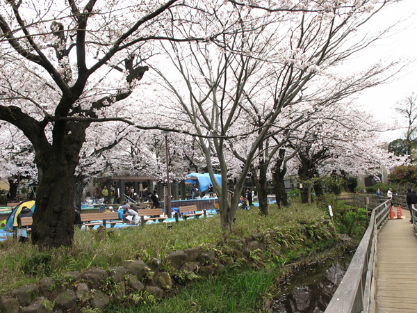 桜☆洗足池公園