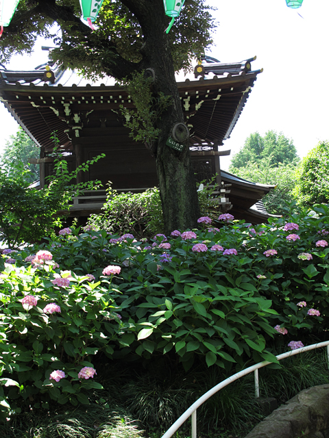 紫陽花☆白山神社