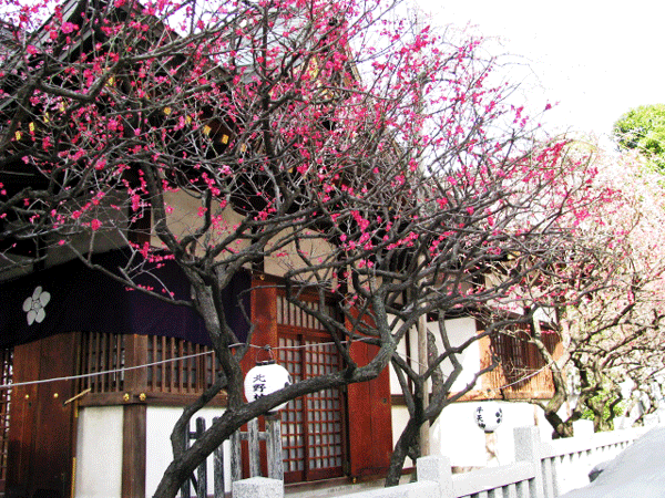 花　梅　牛天神