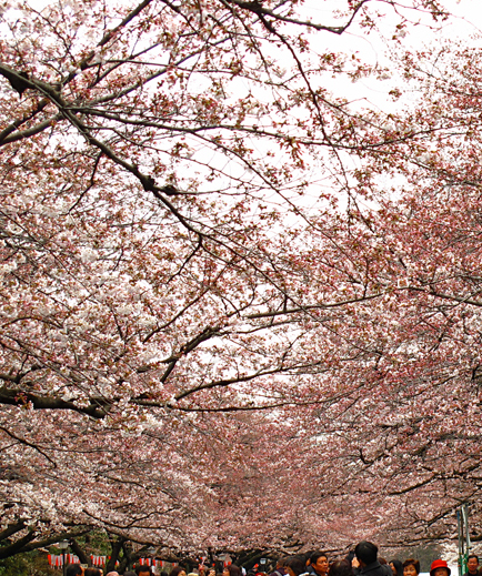 桜☆上野公園