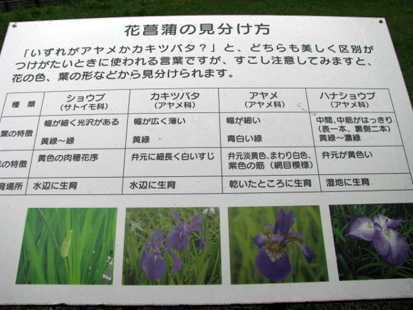 花菖蒲の見分け方