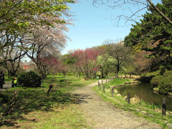 春の訪れ　小石川植物園