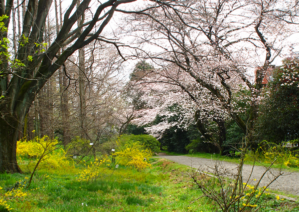 春爛漫☆小石川植物園