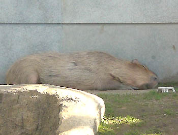 ｶﾋﾟﾊﾞﾗ～