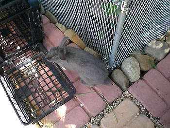 ｸﾞﾚｰうさちゃん