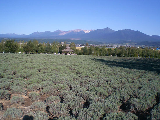 ﾗﾍﾞﾝﾀﾞｰ畑