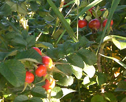 ﾛｰｽﾞﾋｯﾌﾟ