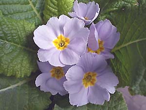 ｳｫｰﾀｰﾌｫｰﾙ