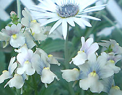 Nemesia denticulata