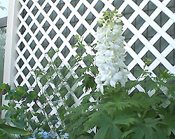 Delphinium hybridum