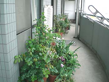 ﾍﾞﾗﾝﾀﾞ～