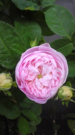 ﾓﾝﾃﾍﾞﾛｰ