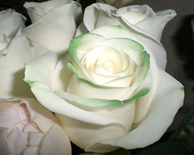 ぐりーんになるｂ