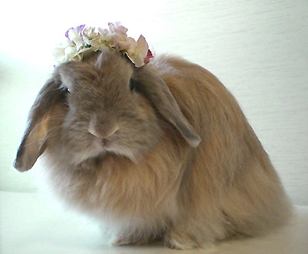 ﾊﾟﾝｼﾞｰでｂ