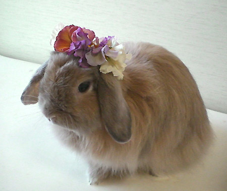 ☆･ﾟ:*(人´ω｀*)