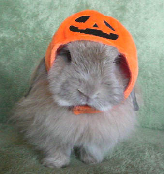 ﾊﾛｳｨﾝﾏﾝｗ