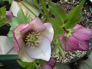 平成20年3月１6日 002.jpg