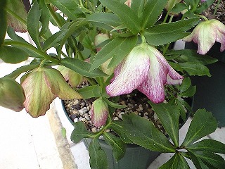 平成20年3月１6日 004.jpg