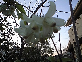 平成20年１月16日 003.jpg