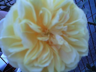 平成20年１月16日 005.jpg