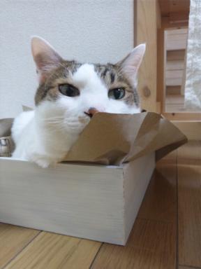 くりっくりのおめめ