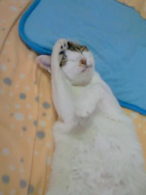 にゃんのことやら？？